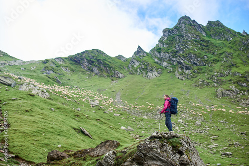 Young female climber with walking sticks standing on rock edge admiring beauty of green rocky mountains and meadows and walking sheep in Romania. Woman amazing breathtaking view scenery nature © anatoliy_gleb