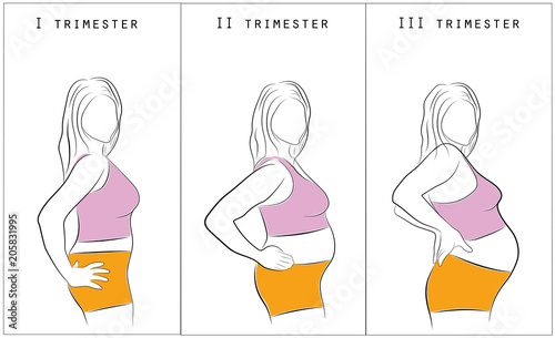 Vector illustration of pregnant female silhouettes. Changes in a woman's body in pregnancy. Pregnancy stages, trimesters and birth.