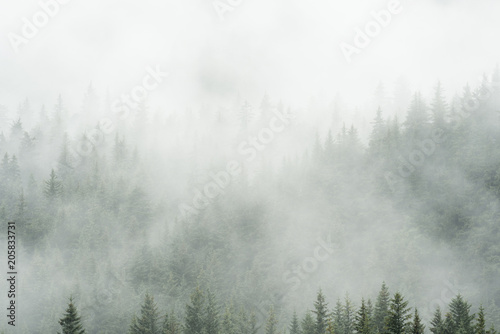 Evergreen in Clouds © Martin