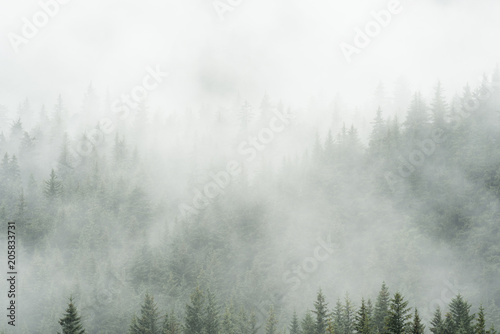 Evergreen in Clouds