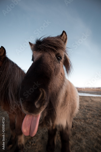 icelandic horses have character