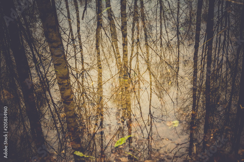 Trees reflected in puddle retro
