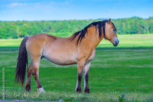 portrait of a horse in a meadow