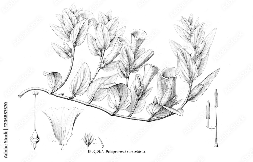 Naklejka Illustration of plant.