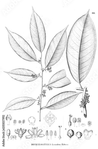 Illustration of plant photo