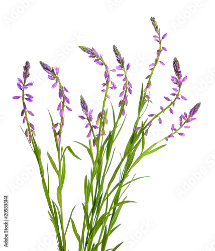 Polygala, commonly known as milkworts or snakeroots. Isolated photo