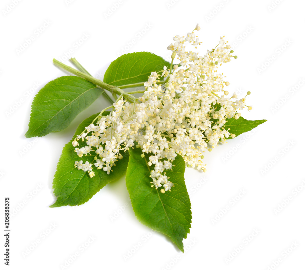 Φωτογραφία Elderberry flower and leaves isolated on white backgroun