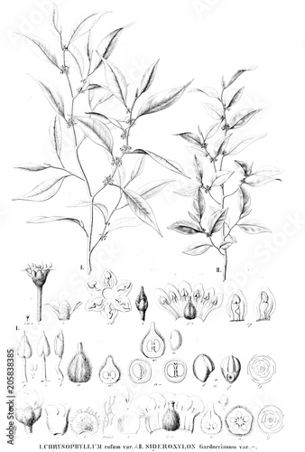 Illustration of plant photo