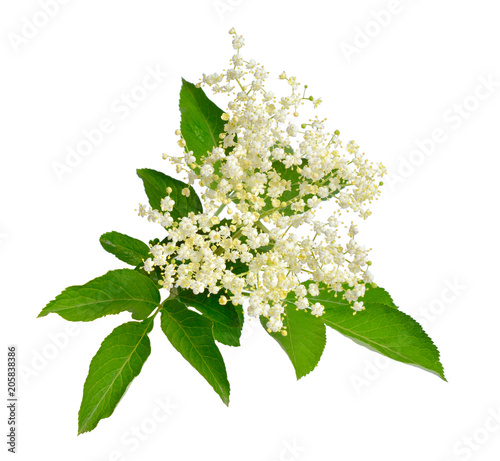 Elderberry flower and leaves isolated on white backgroun