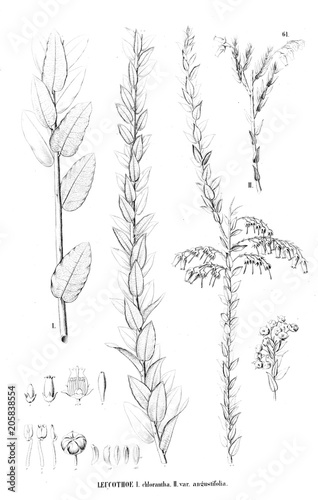 Illustration of plant photo