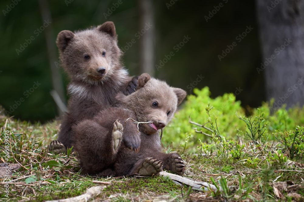 Fototapeta premium Dziki niedźwiedź brunatny zbliżenie