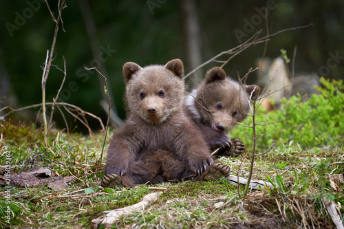 Wild brown bear cub closeup