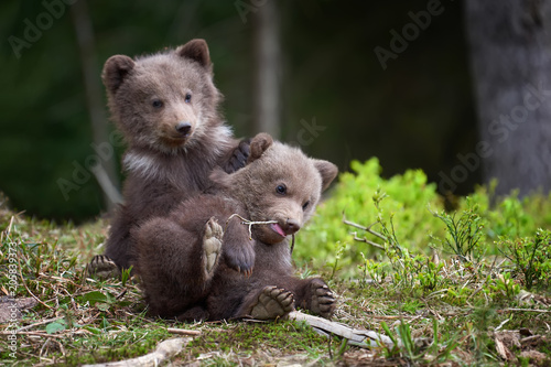 Murais de parede Wild brown bear cub closeup