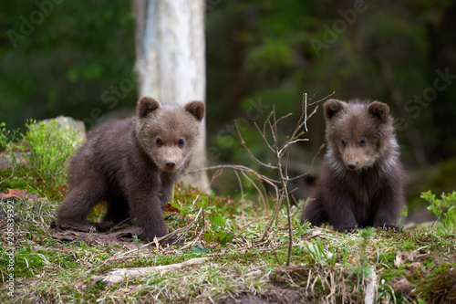 Wild brown bear cub closeup © byrdyak