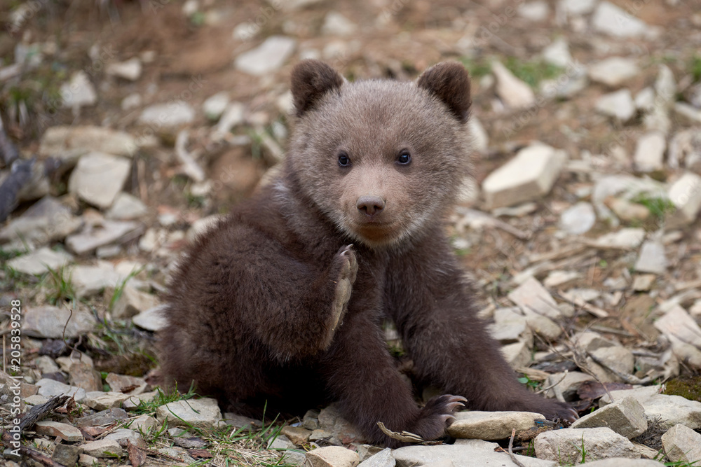 Wild brown bear cub closeup Wild brown bear cub closeup