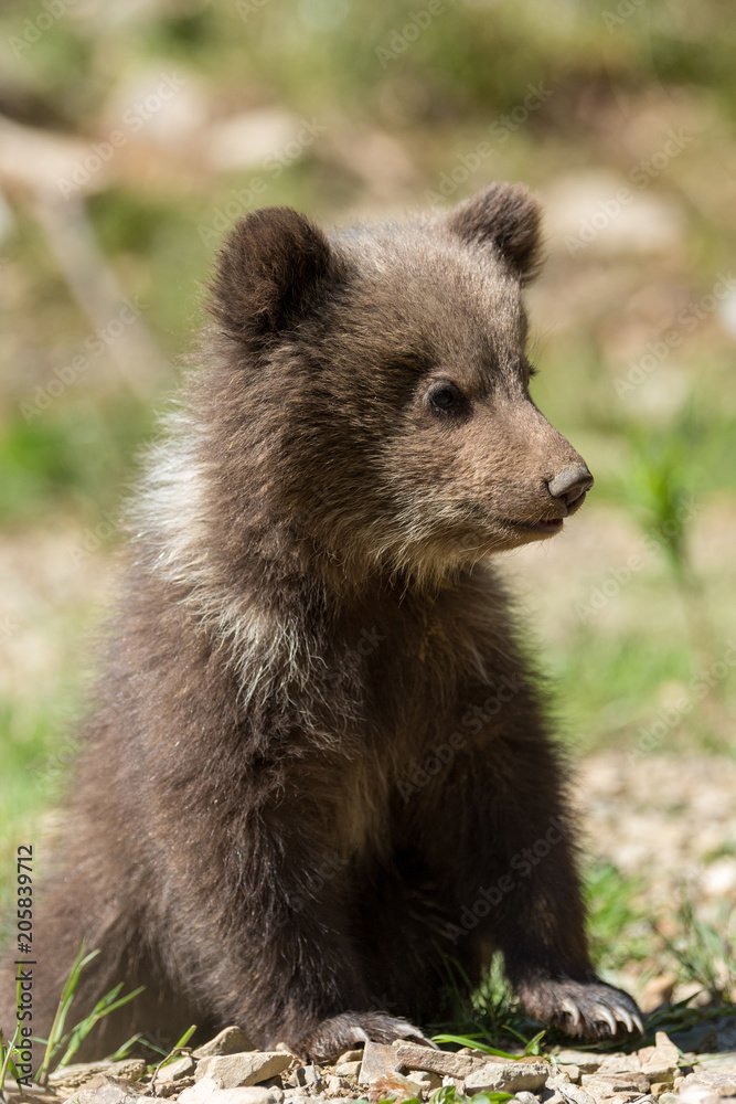Obraz premium Wild brown bear cub closeup