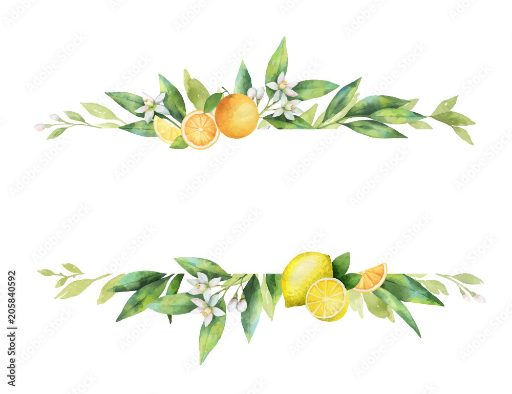 Obraz premium Akwarela transparent wektor owoców cytrusowych i liści.