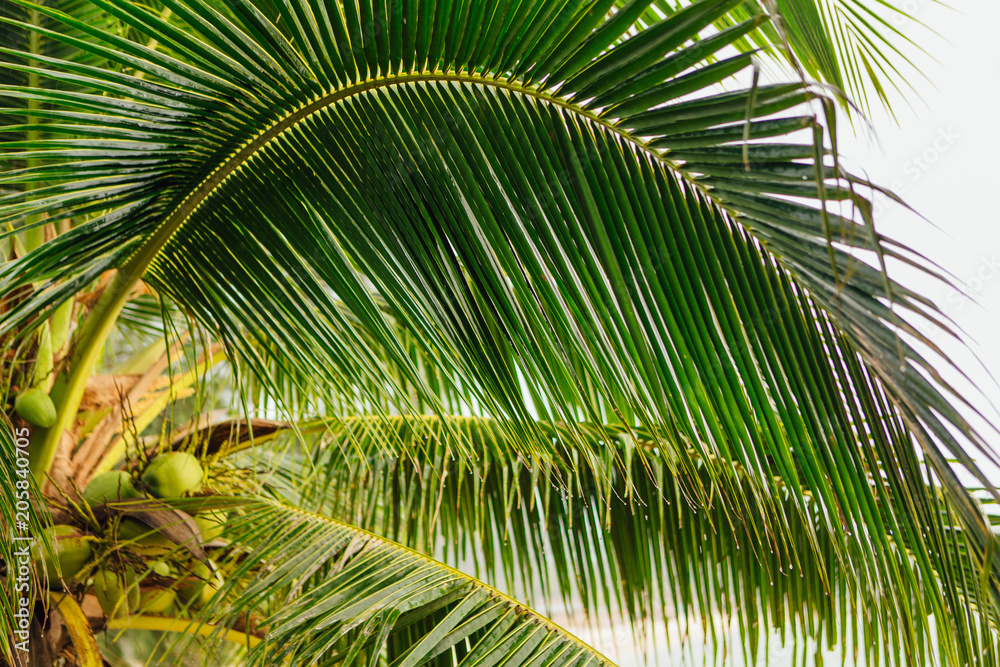 Fototapeta premium Coconut palm trees