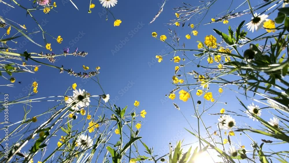 Blumenwiese von unten Richtung Himmel im Panorama, Schwenk, Naturerlebnis, Bayerrn, 4K