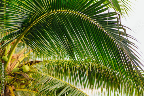 Coconut palm trees