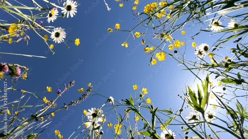 Blumenwiese von unten Richtung Himmel im Panorama, Schwenk, Naturerlebnis, Bayerrn, 4K