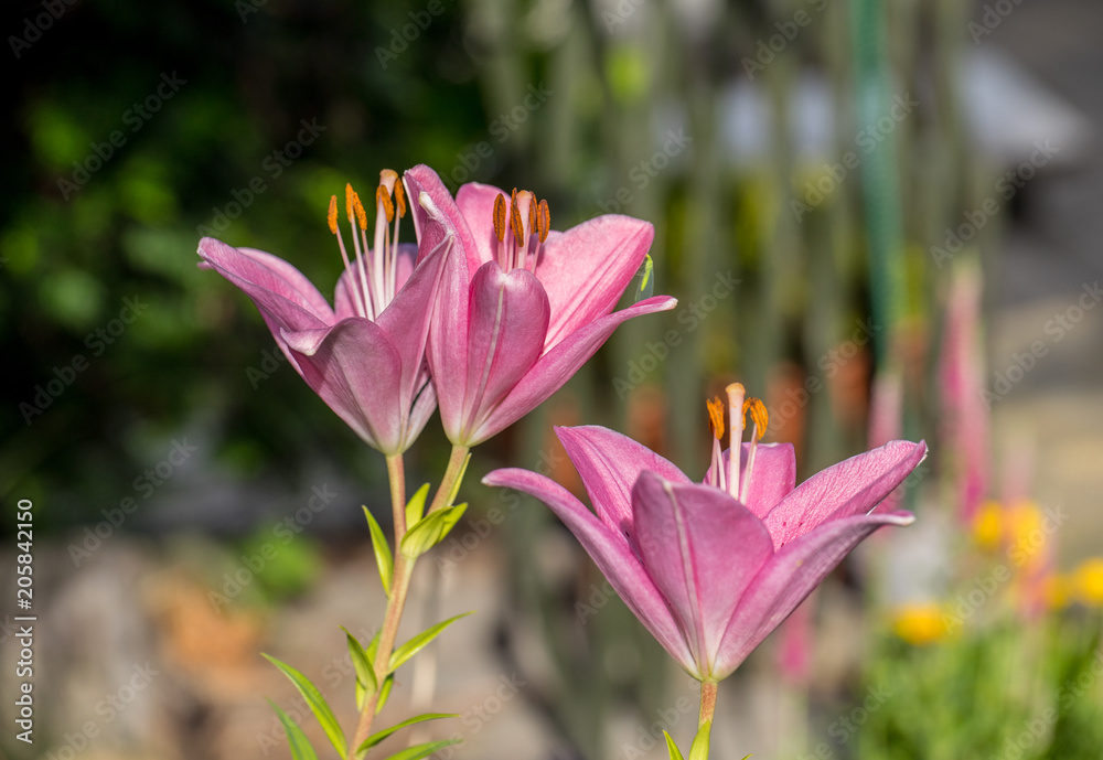 Fototapeta premium Close-up of pink liles flowers. Common names for species in this genus include fairy lily rainflower zephyr lily magic lily Atamasco lily and rain lily.