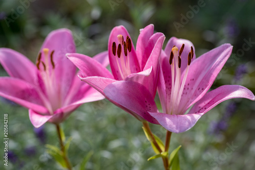 Close-up of pink liles flowers. Common names for species in this genus include fairy lily rainflower zephyr lily magic lily Atamasco lily and rain lily.