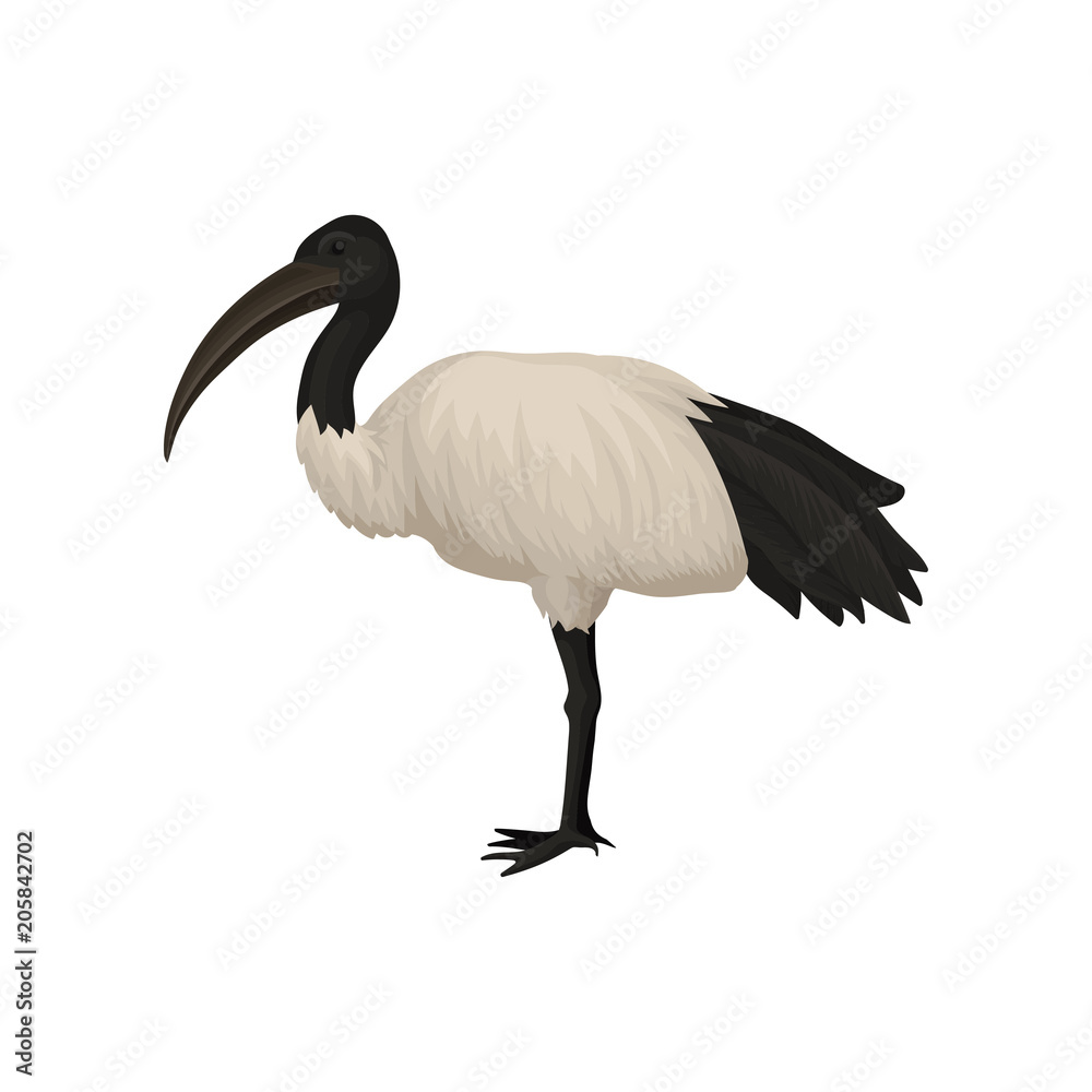 Obraz premium Szczegółowe płaskie wektor ikona ibis. Święty ptak Egiptu. Dzikie pierzaste zwierzę z długimi nogami i wąskim dziobem. Tropikalna fauna afrykańska