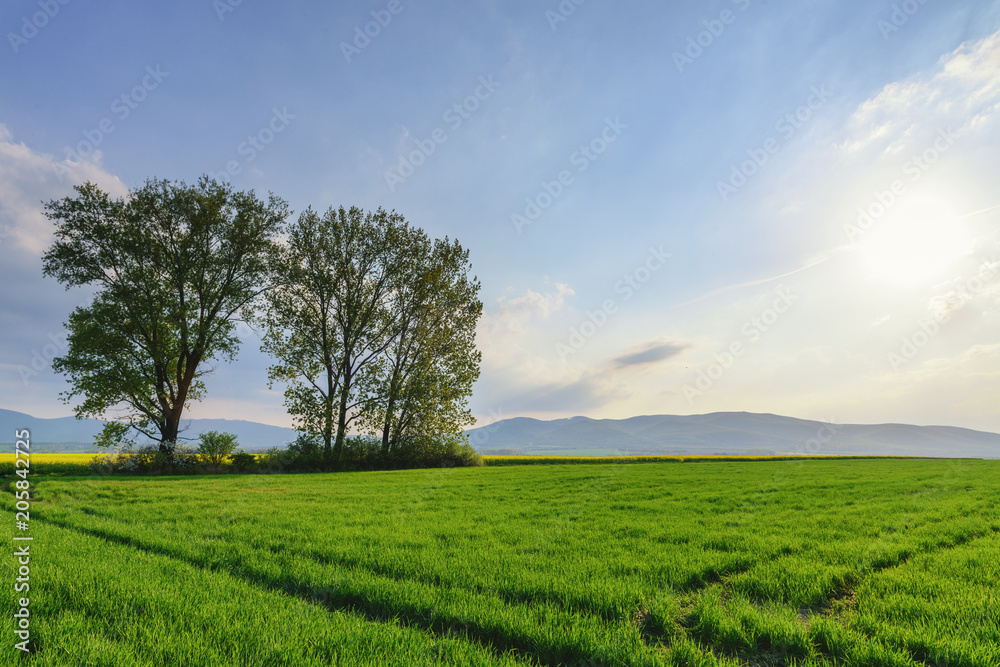 Idyllic sunset landscape with trees on a wheat field