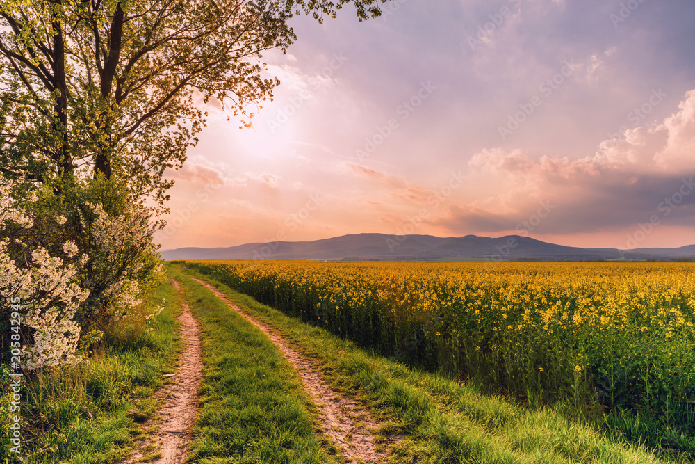 Fototapeta premium Beautiful rural road on a sunset with rapeseed field and blooming cherry trees.