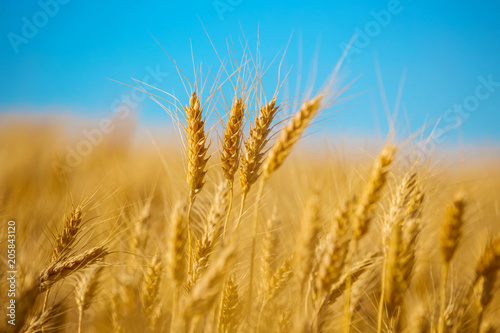 closeup golden wheat field on a blue sky background