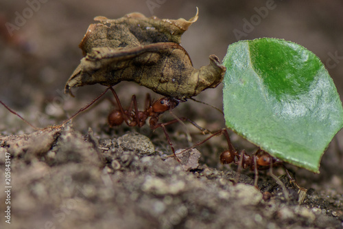 Worker leafcutter ant [Atta cephalotes] cutting a leaf of Arachis pintoi, an inedible peanut. Between her jaws she has a drop of liquid, the purpose of which is still under discussion among scientists