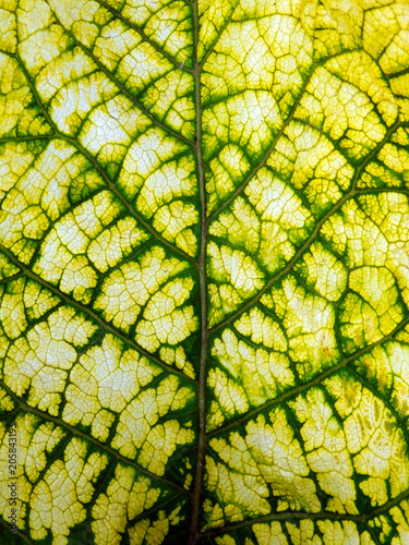 Color macro photography of beautiful leaf skeleton. Spring leaf with bright green veins.