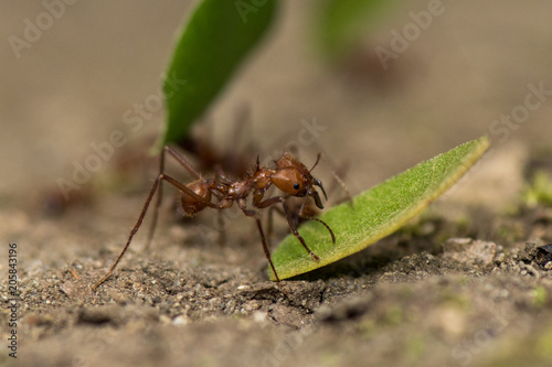 Worker leafcutter ant [Atta cephalotes] cutting a leaf of Arachis pintoi, an inedible peanut. Between her jaws she has a drop of liquid, the purpose of which is still under discussion among scientists