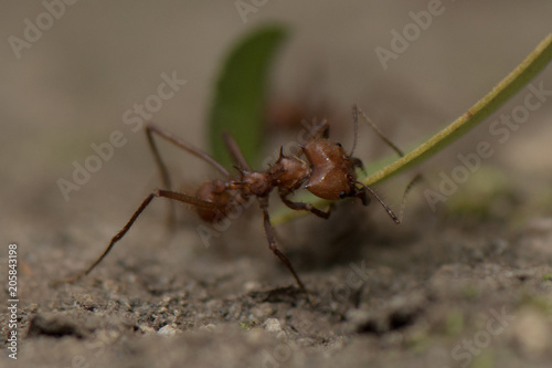 Worker leafcutter ant [Atta cephalotes] cutting a leaf of Arachis pintoi, an inedible peanut. Between her jaws she has a drop of liquid, the purpose of which is still under discussion among scientists