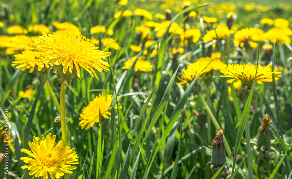 Yellow dandelion field, flowers in grass