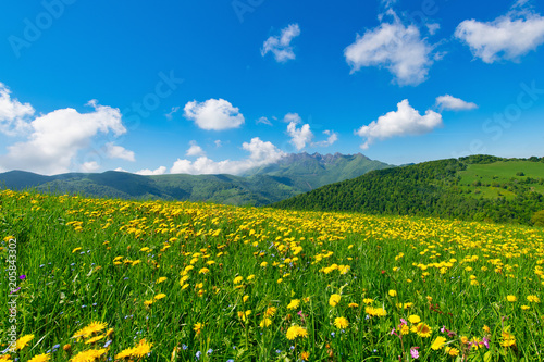 Prairie fleurie de pissenlit sur les Alpes italiennes avec le mont Resegone