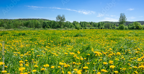 Blue sky and field of dandelion flowers, panorama