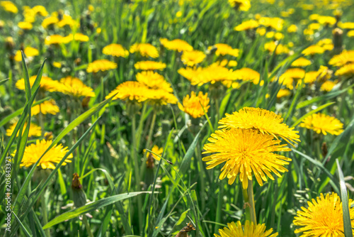 Yellow dandelion on meadow, flowers in grass