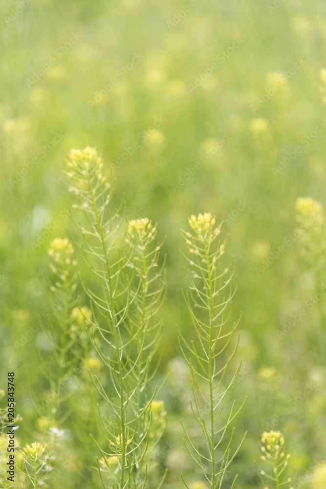 Yellow spring flower rape with blur background Yellow spring flower rape with blur background