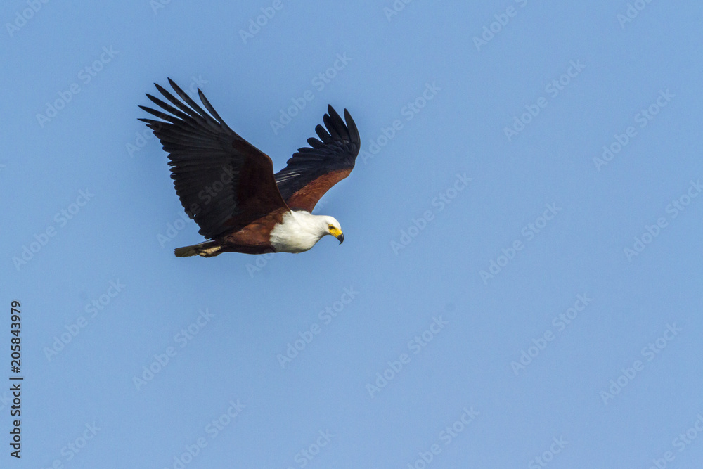 Naklejka premium African fish eagle in Kruger National park, South Africa