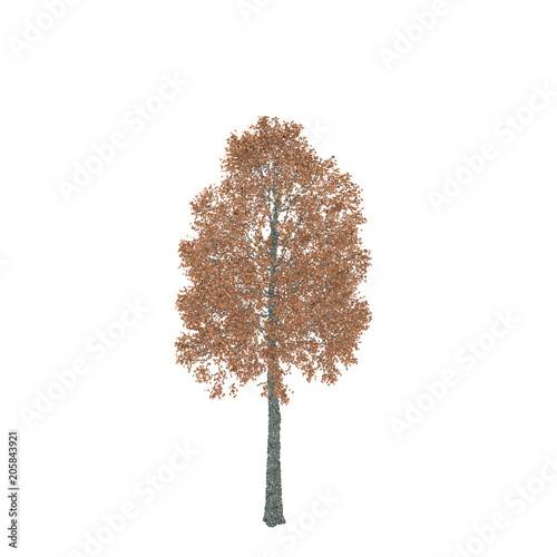 Aspen tree. Isolated on white background. Vector illustration.