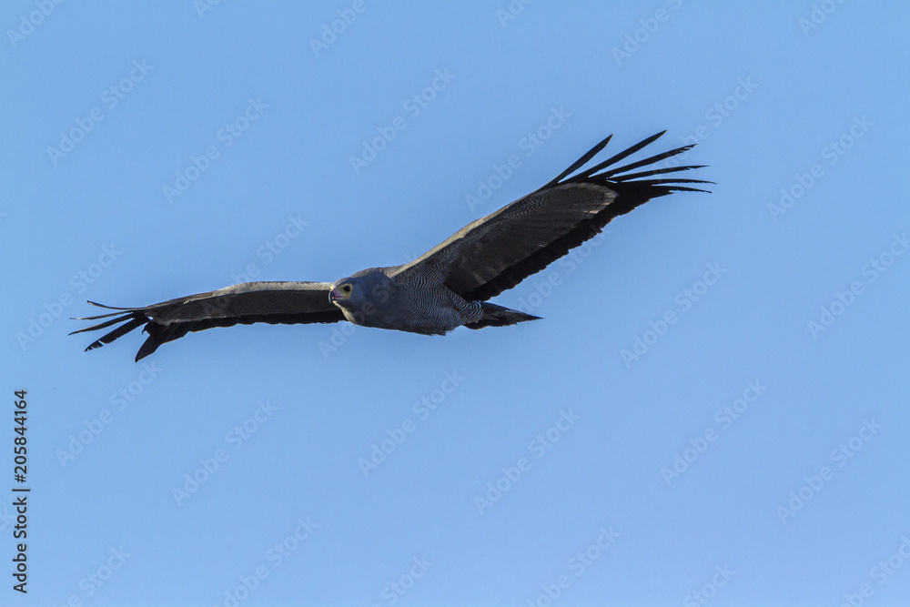 Obraz premium African Harrier-Hawk in Kruger National park, South Africa