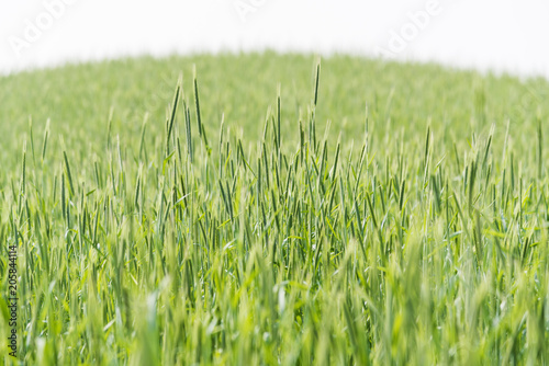 Green Rice Field with white sky background