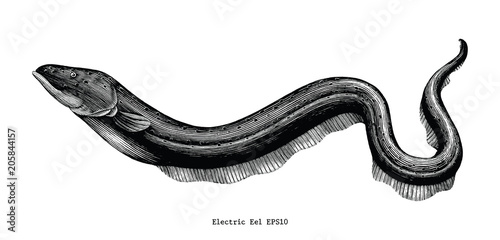 Electric Eel hand drawing vintage engraving illustration photo