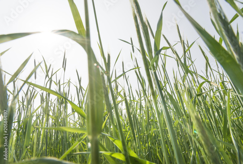Green Rice Field with white sky background