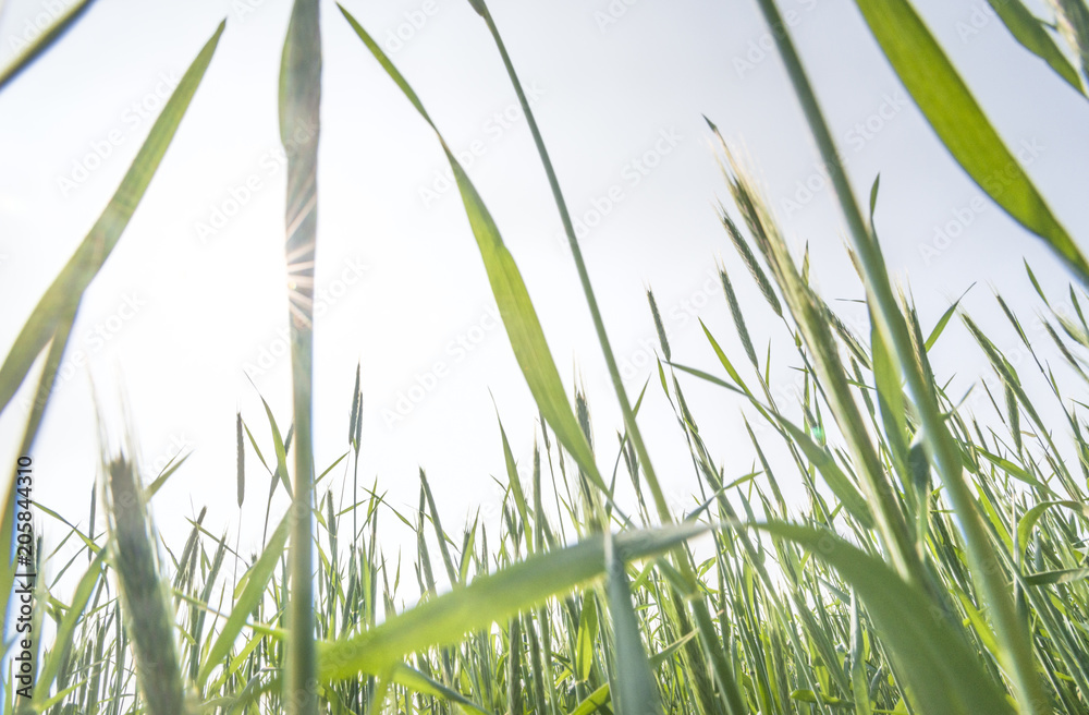 Naklejka premium Green Rice Field with white sky background