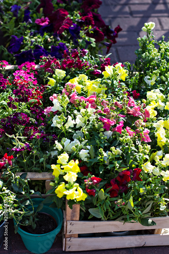 Wallpaper Mural Beautiful bouquets of flowers on the market. Showcase with flowers. Sale of flowers. Flower shop. Torontodigital.ca