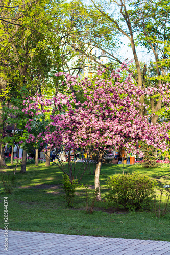 A blooming tree in the park. Flowers of cherries.