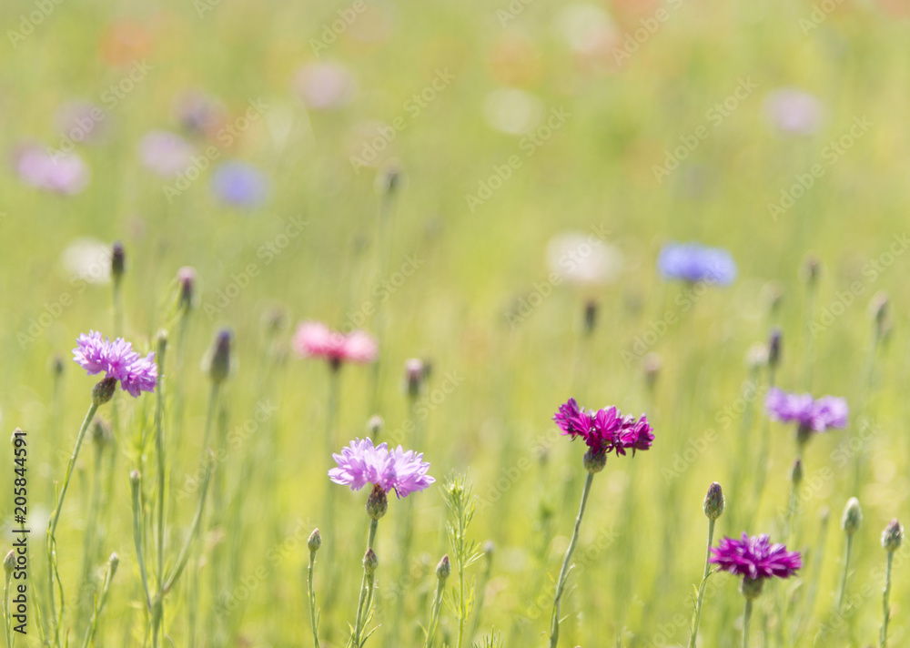 Poppy flower with blur background field of poppies horizon Poppy flower with blur background field of poppies horizon